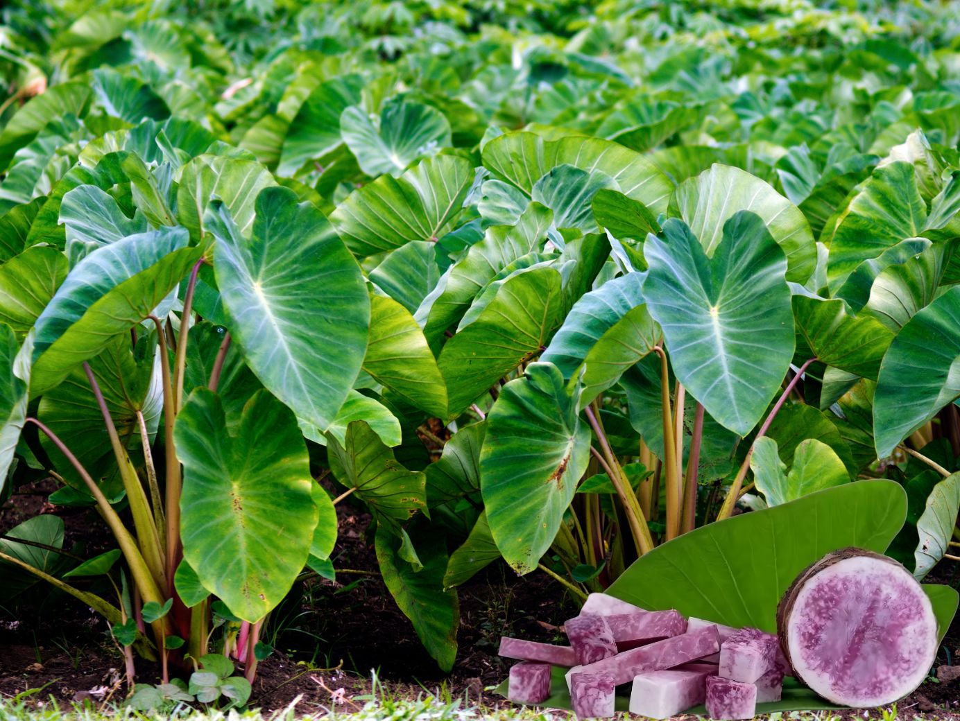 Cách trồng khoai môn đúng kỹ thuật, củ đẹp, cây khỏe