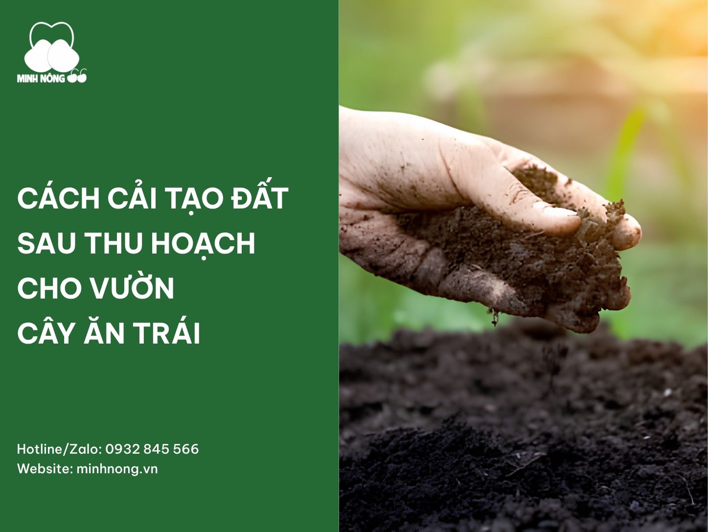 Cách cải tạo đất sau thu hoạch cho vườn cây ăn trái