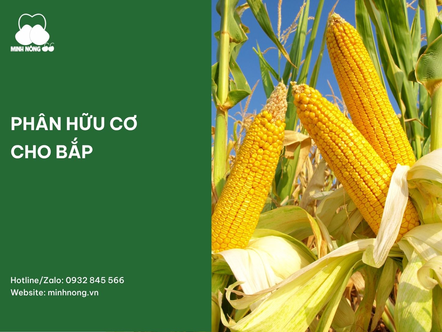 Phân hữu cơ cho bắp: Bí quyết giúp cây khỏe, đất khỏe và năng suất bền vững