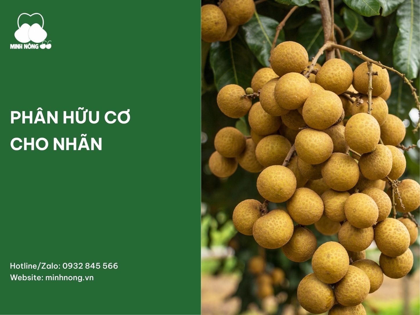 Phân hữu cơ cho cây nhãn: Cách bón giúp tăng năng suất, trái đẹp