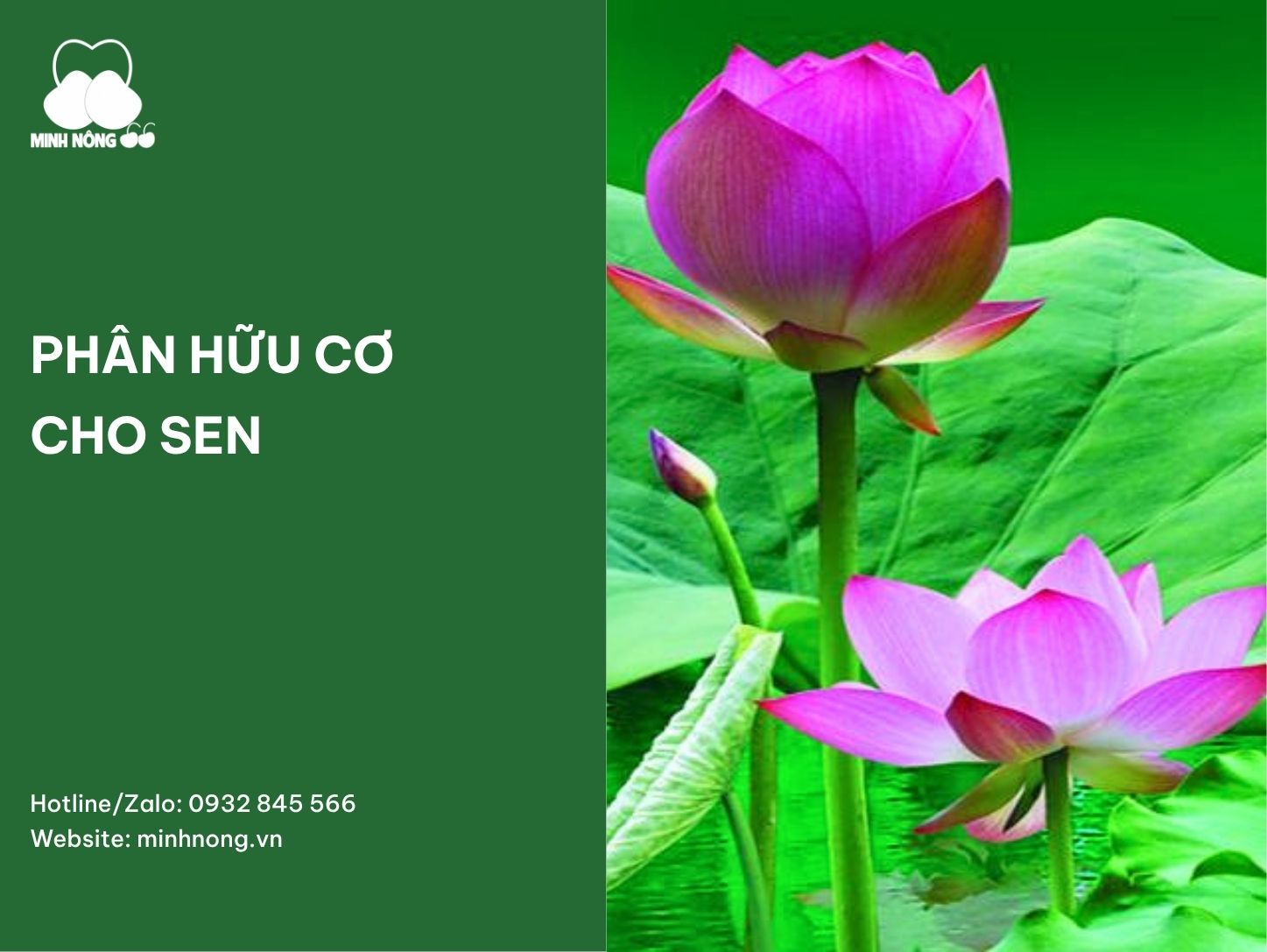 Phân hữu cơ cho sen: Cách bón và những lưu ý giúp sen sinh trưởng khỏe