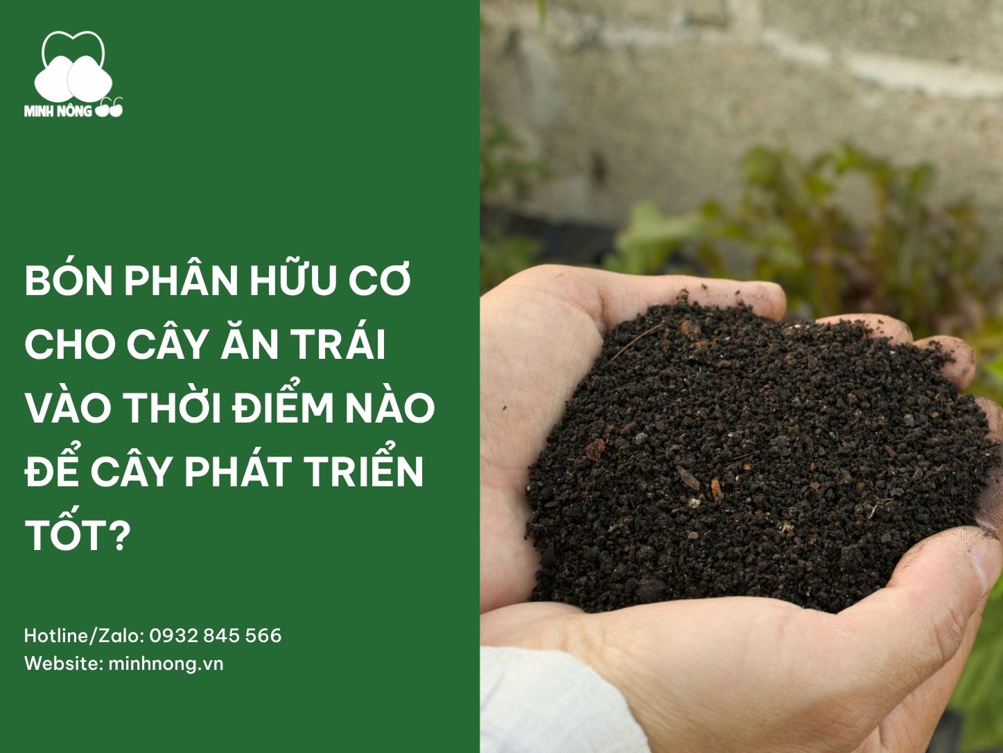 Bón phân hữu cơ cho cây ăn trái vào thời điểm nào để cây phát triển tốt?