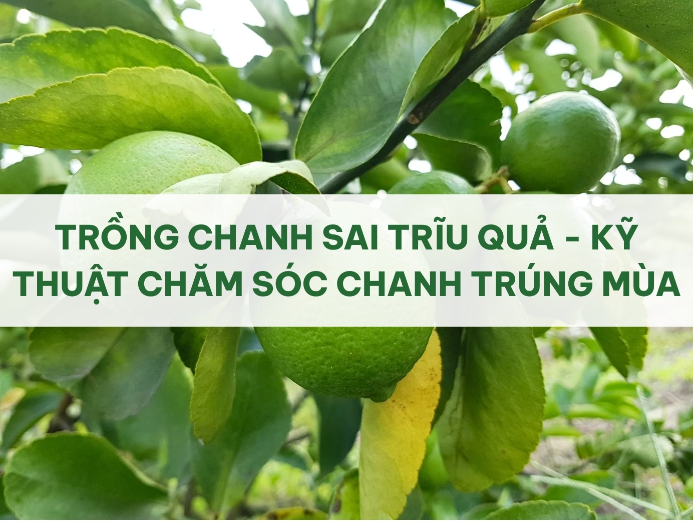 TRI THỨC NHÀ NÔNG - TRỒNG CHANH SAI TRĨU QUẢ - KỸ THUẬT CHĂM SÓC CHANH TRÚNG MÙA