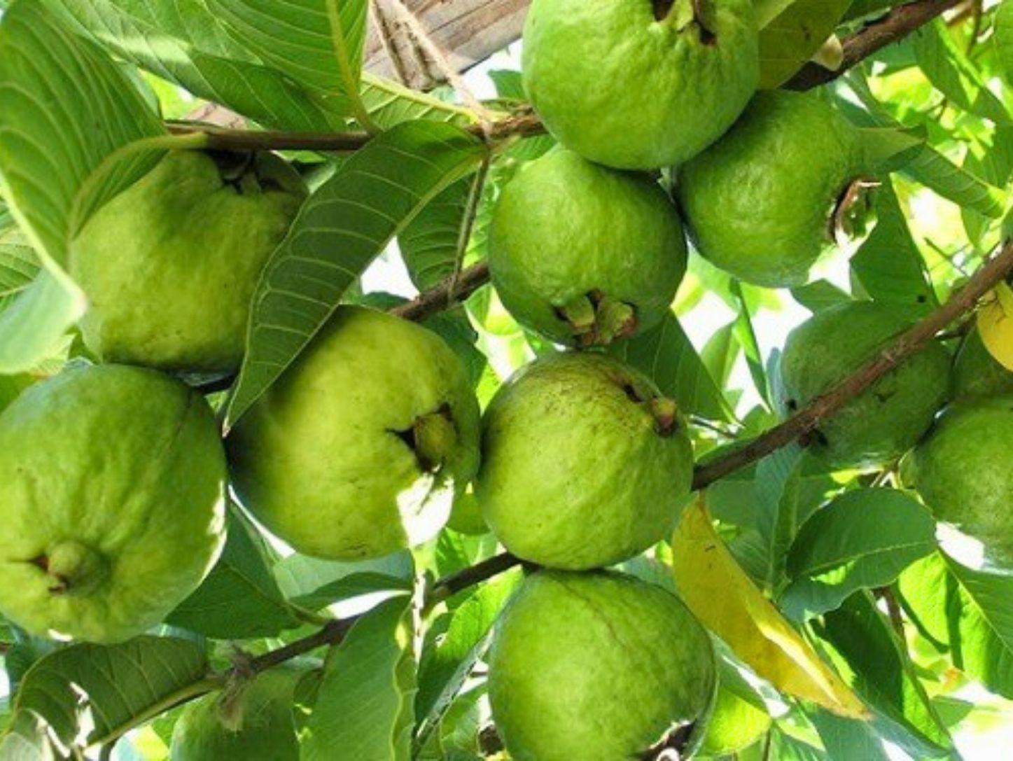 Kỹ thuật trồng ổi đúng cách giúp cây khỏe và phát triển tốt