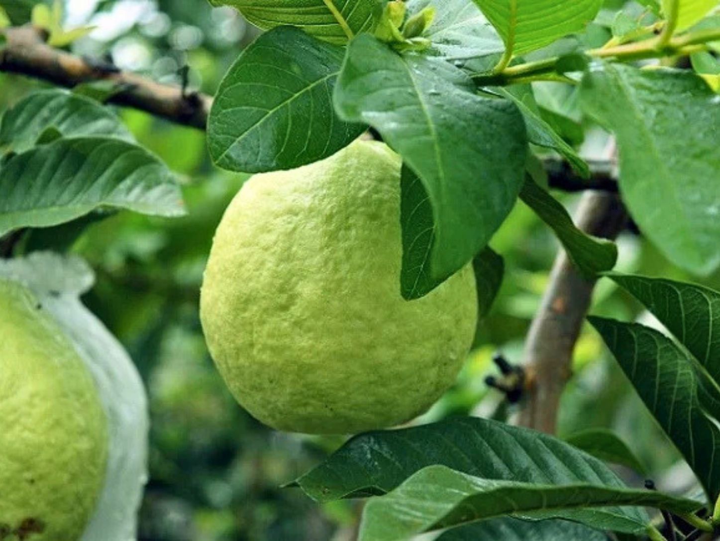 Kỹ thuật trồng ổi đúng cách giúp cây khỏe và phát triển tốt
