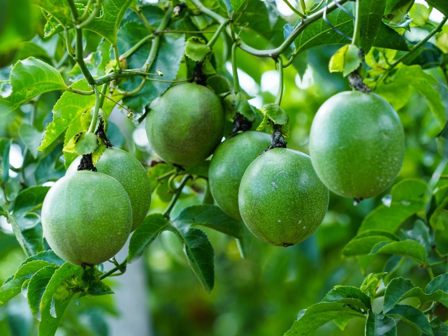 cách trồng chanh dây bằng hạt