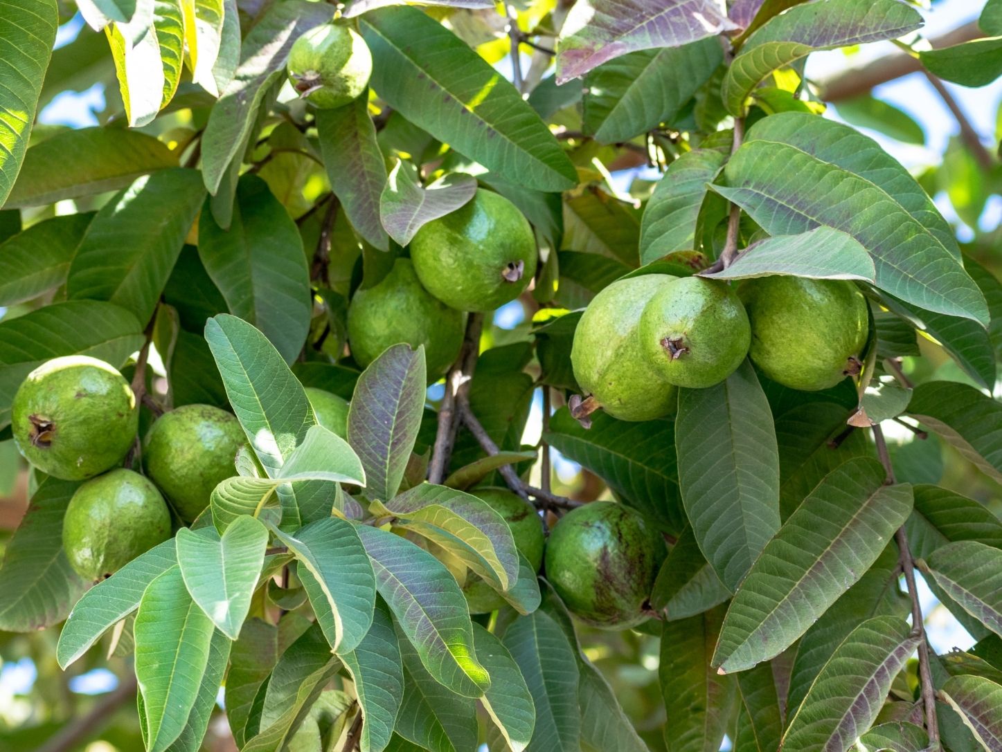 Kỹ thuật trồng ổi đúng cách giúp cây khỏe và phát triển tốt