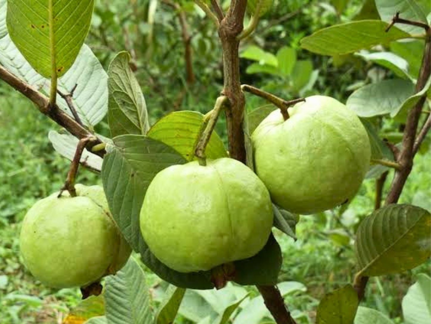 Kỹ thuật trồng ổi đúng cách giúp cây khỏe và phát triển tốt
