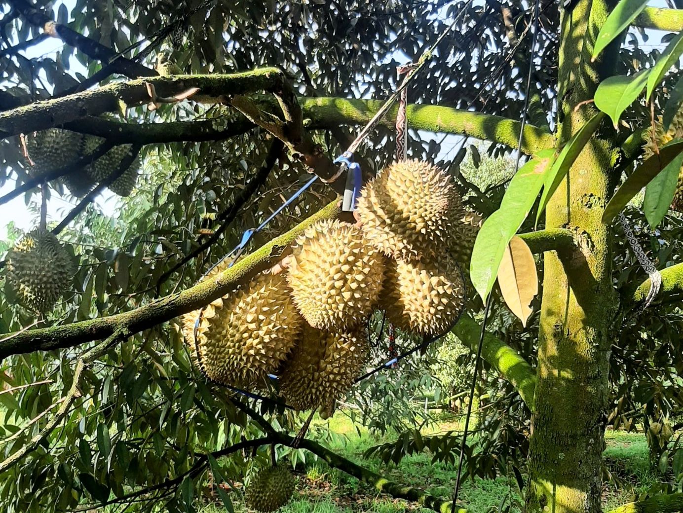 phân hữu cơ cho cây sầu riêng