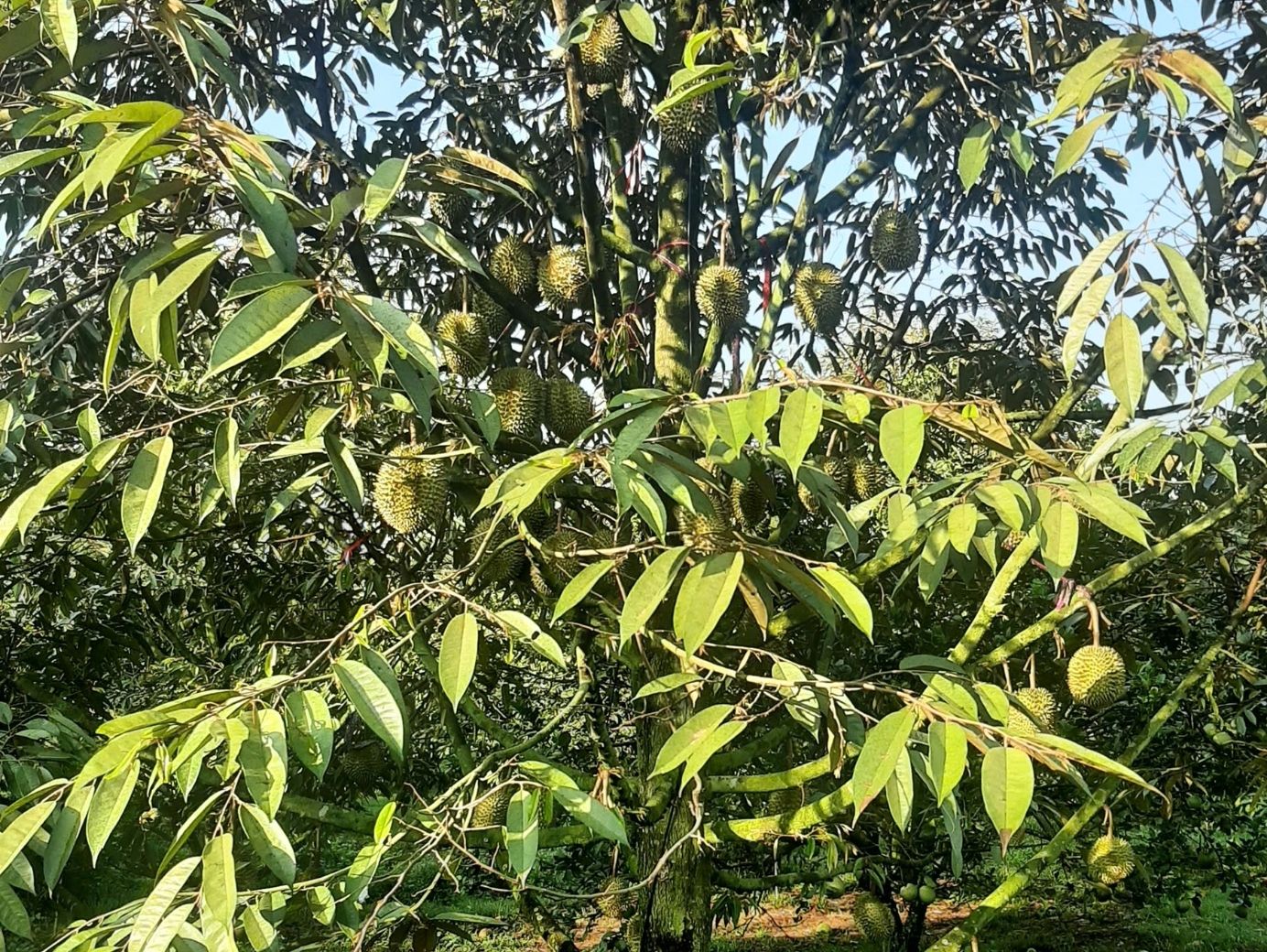 phân hữu cơ đạm cá MTT