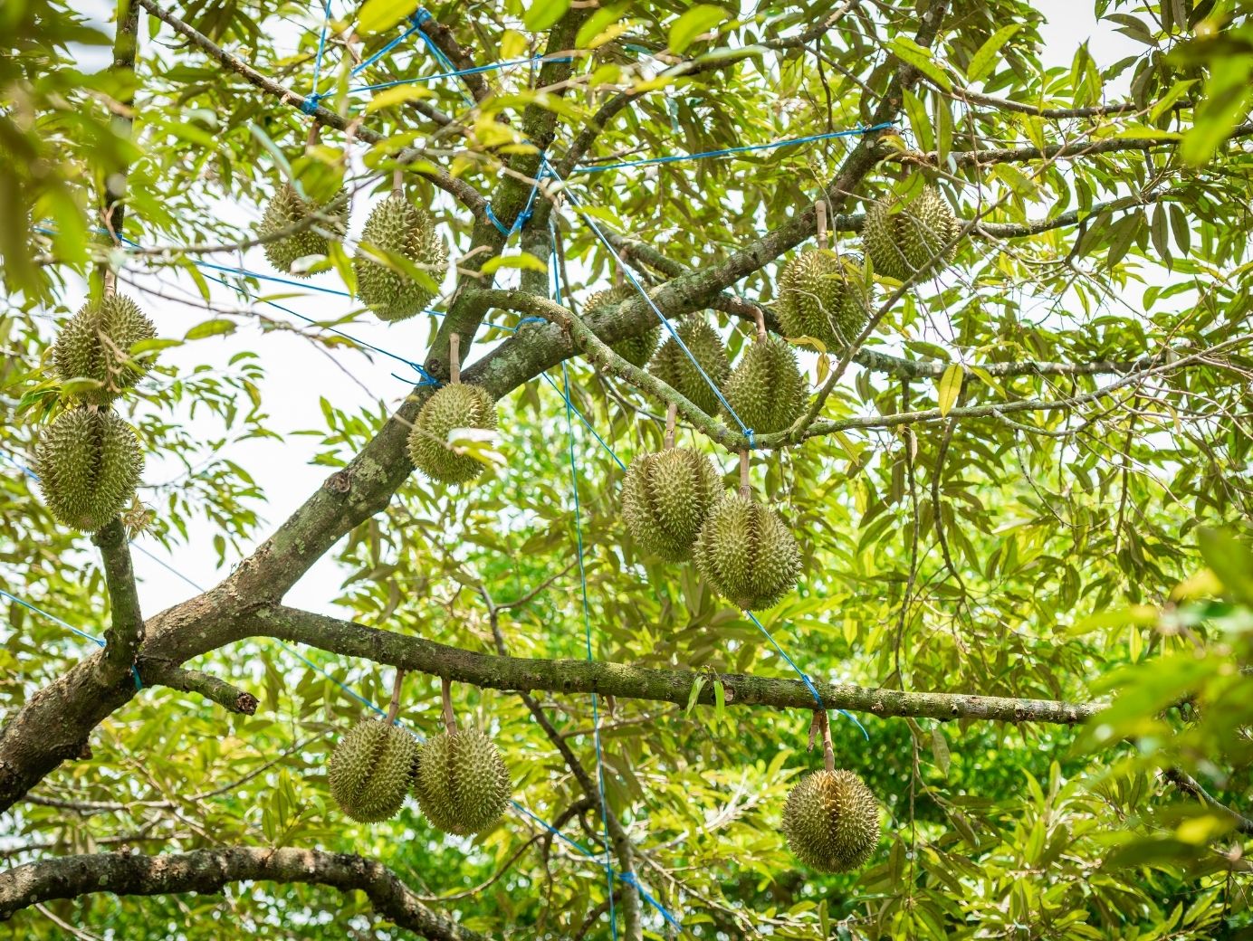 bón phân hữu cơ cho sầu riêng