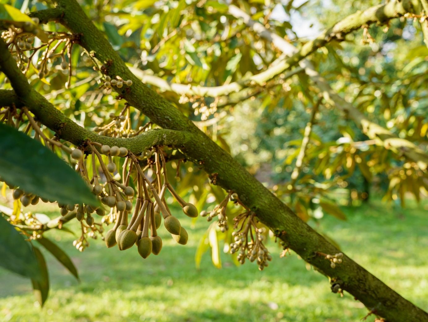 phân hữu cơ cho cây sầu riêng