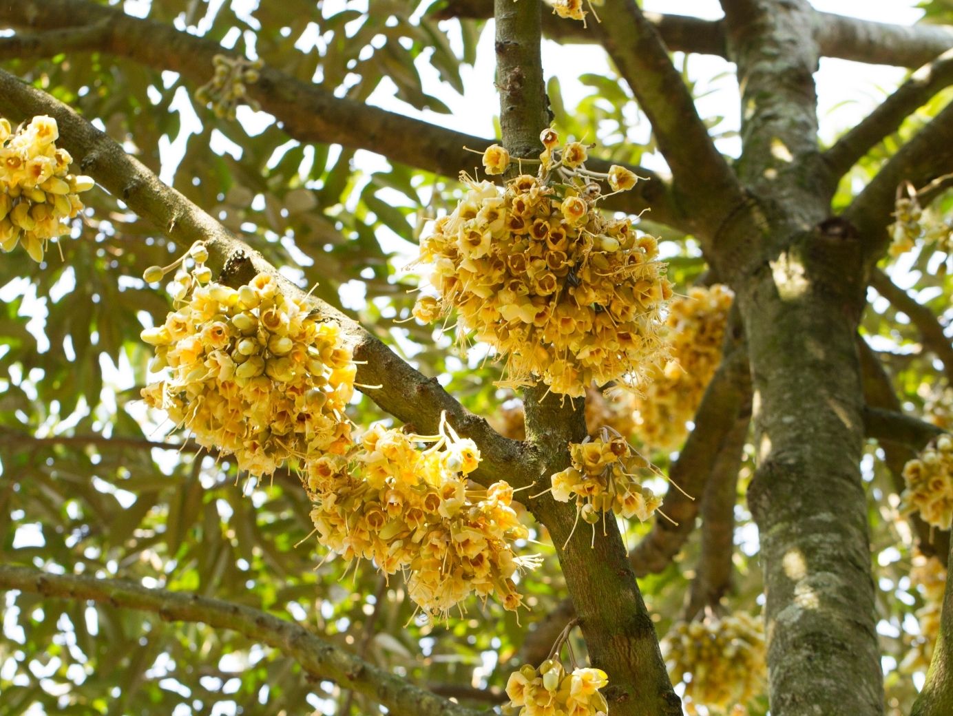 phân đạm cá cho sầu riêng