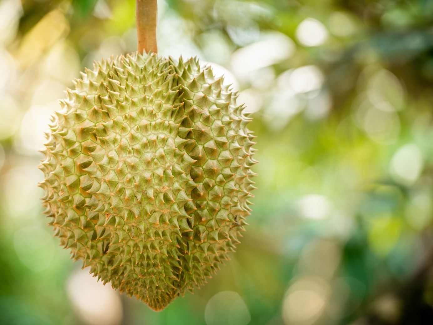 chăm sóc sầu riêng sau thu hoạch