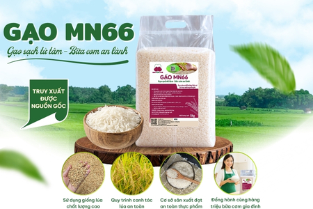 Gạo MN66