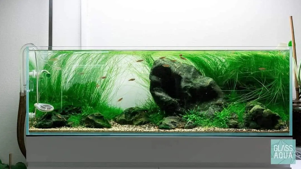 Top những mẫu hồ thủy sinh shallow tank đẹp