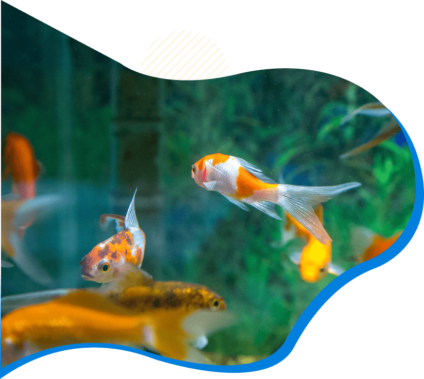 banner-feedback