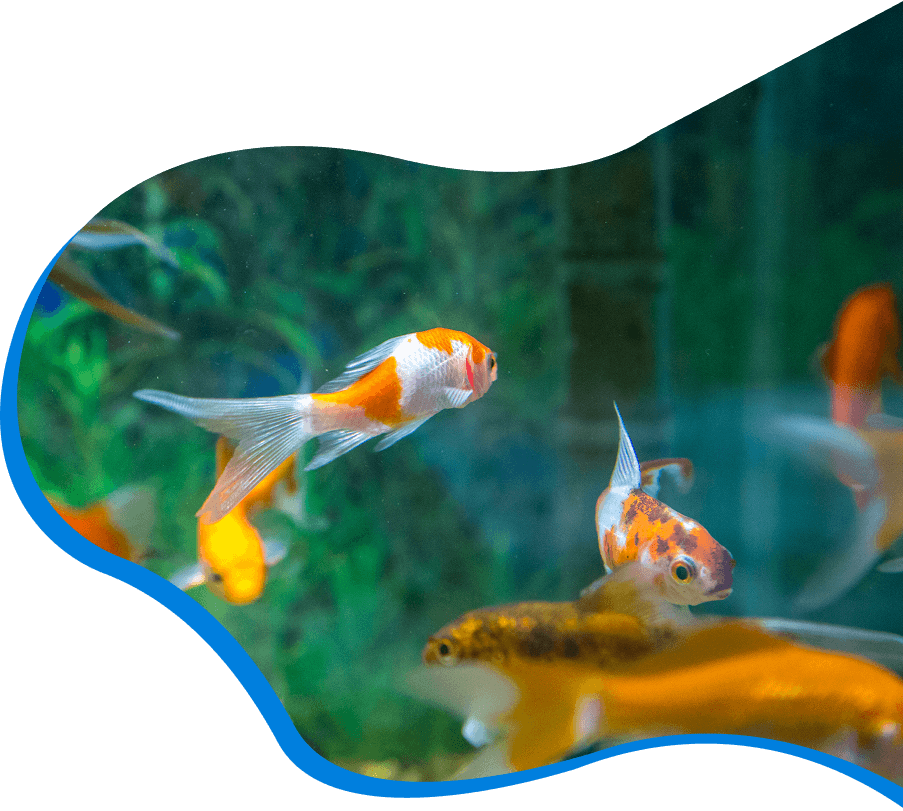 Banner giới thiệu