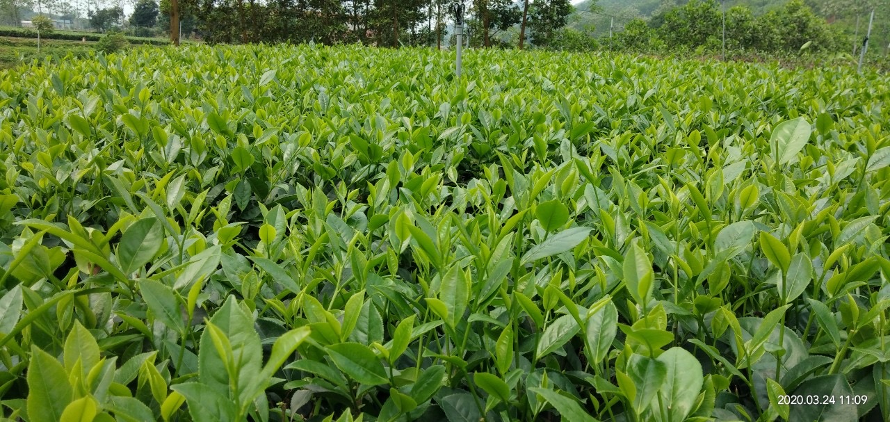Trà (Chè) Tân Cương Thái Nguyên : Xứng Danh Trà Ngon