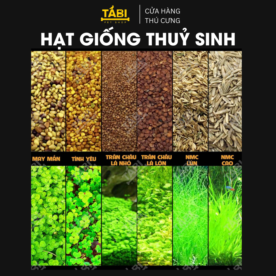 Hạt giống thủy sinh cho hồ cá - Hạt giống trân châu, có trái tim, cỏ may mắn, ngưu mao chiên 10G/ Túi