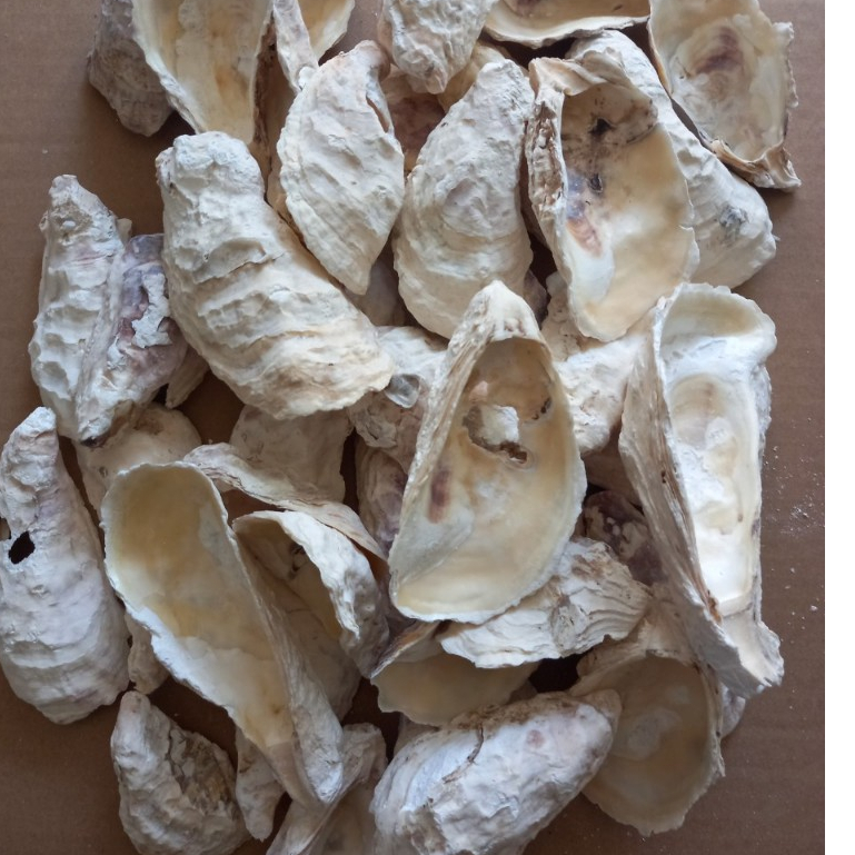 [TỔNG HỢP] 1KG Sỏi, Đá, Cát Trang Trí Hồ Cá, Bể Cá Thuỷ Sinh