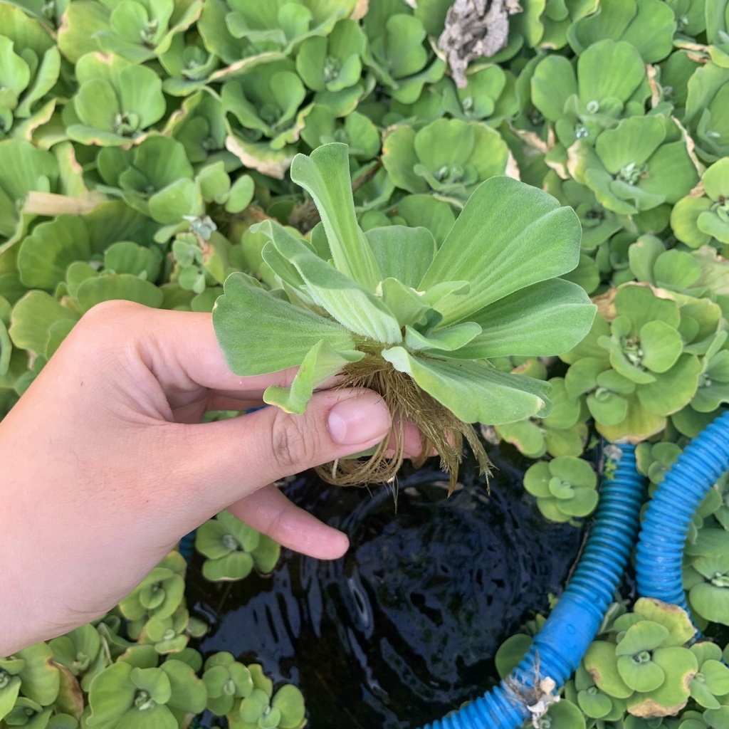1 Nhánh Bèo Cái Lớn Thủy Sinh - Bèo Trang Trí Hồ Cá [BÈO CÁI]