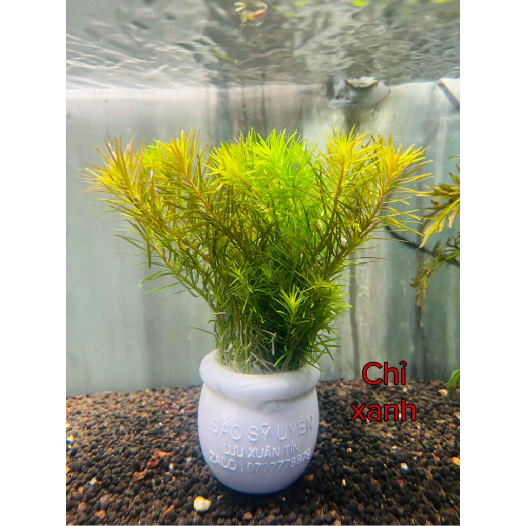 Cây Cắt Cắm Thuỷ Sinh Trang Trí Hồ Cá, Bể Cá Thuỷ Sinh [CẮT CẮM]