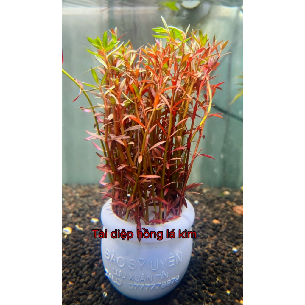 Cây Cắt Cắm Thuỷ Sinh Trang Trí Hồ Cá, Bể Cá Thuỷ Sinh [CẮT CẮM]