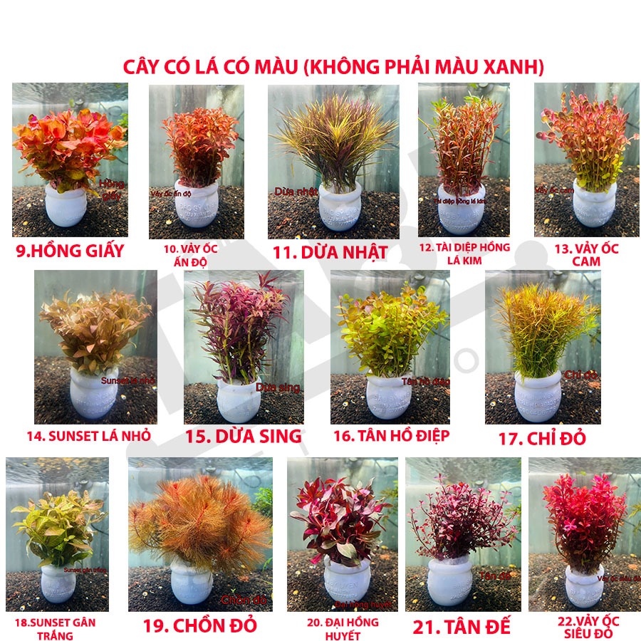 Tiểu Bảo Tháp, Trầu Thuỷ Sinh, Ráy Nana, Cây Cắt Cắm (Các Loại) Hồ Cá, Bể Cá Thuỷ Sinh