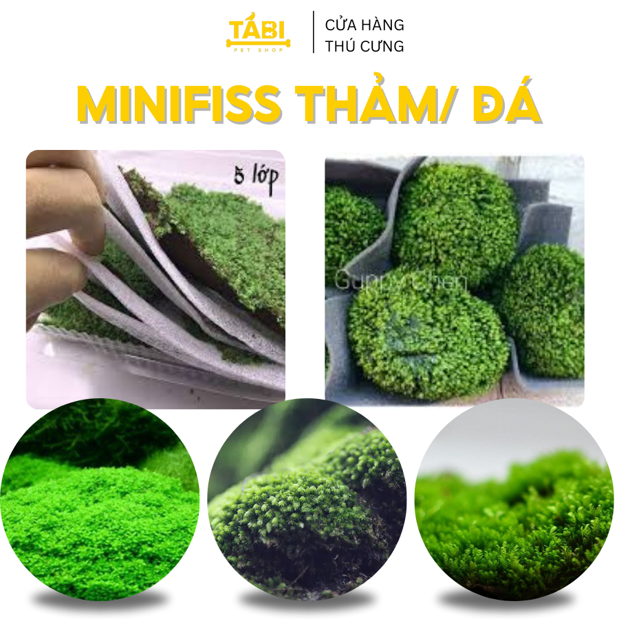 Rêu Minifiss, Mini Taiwan, Trân Châu Lá Nước Trãi Nền Trang Trí Hồ Cá Thủy Sinh