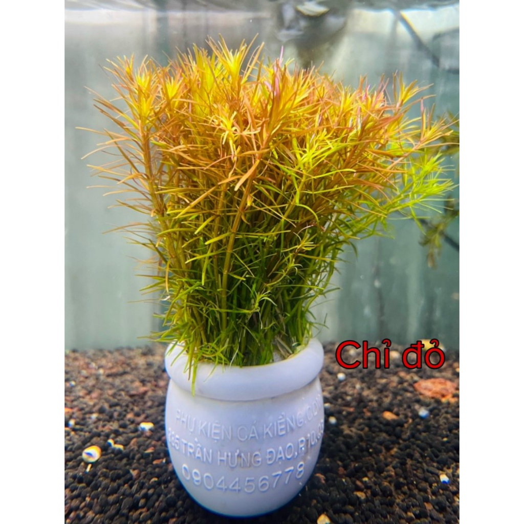 Cây Cắt Cắm Thuỷ Sinh Trang Trí Hồ Cá, Bể Cá Thuỷ Sinh [CẮT CẮM]
