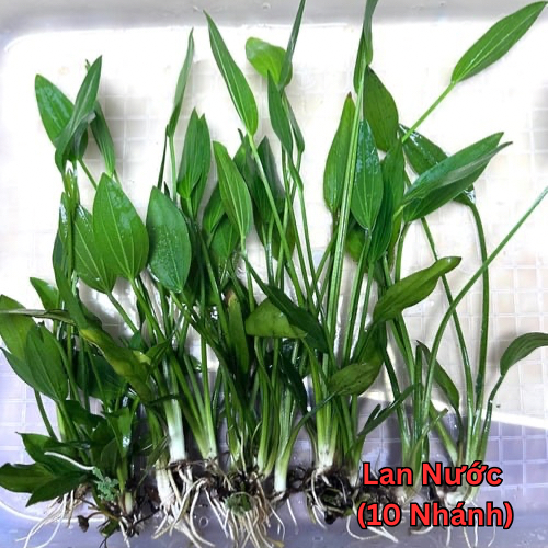 5 Nhánh Rong Đuôi Chó - Rong Đuôi Chồn Cho Hồ Cá, Bể Cá Thuỷ Sinh [RONG ĐUÔI CHÓ]
