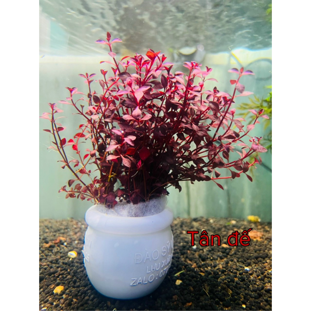 Cây Cắt Cắm Thuỷ Sinh Trang Trí Hồ Cá, Bể Cá Thuỷ Sinh [CẮT CẮM]