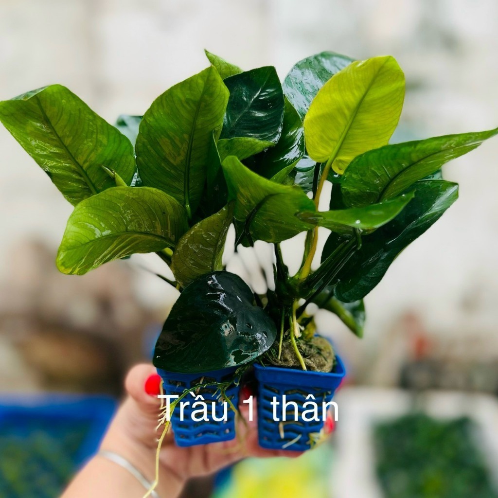 Cây Cắt Cắm Thuỷ Sinh Trang Trí Hồ Cá, Bể Cá Thuỷ Sinh [CẮT CẮM]