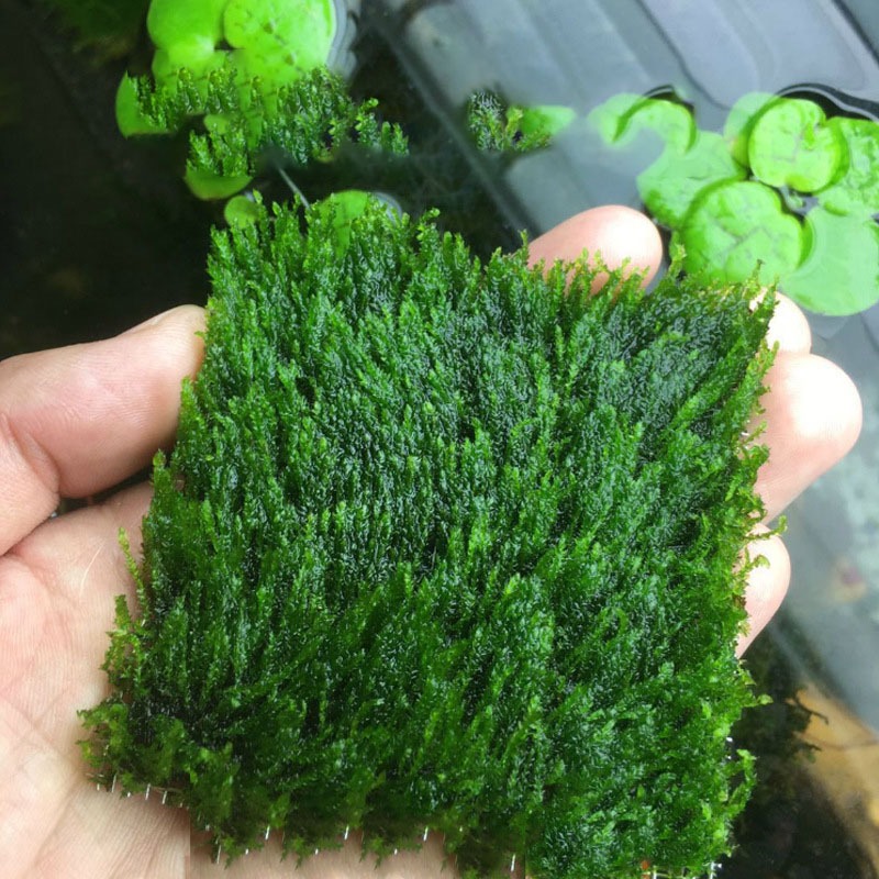 Cây Cắt Cắm Thuỷ Sinh Trang Trí Hồ Cá, Bể Cá Thuỷ Sinh [CẮT CẮM]