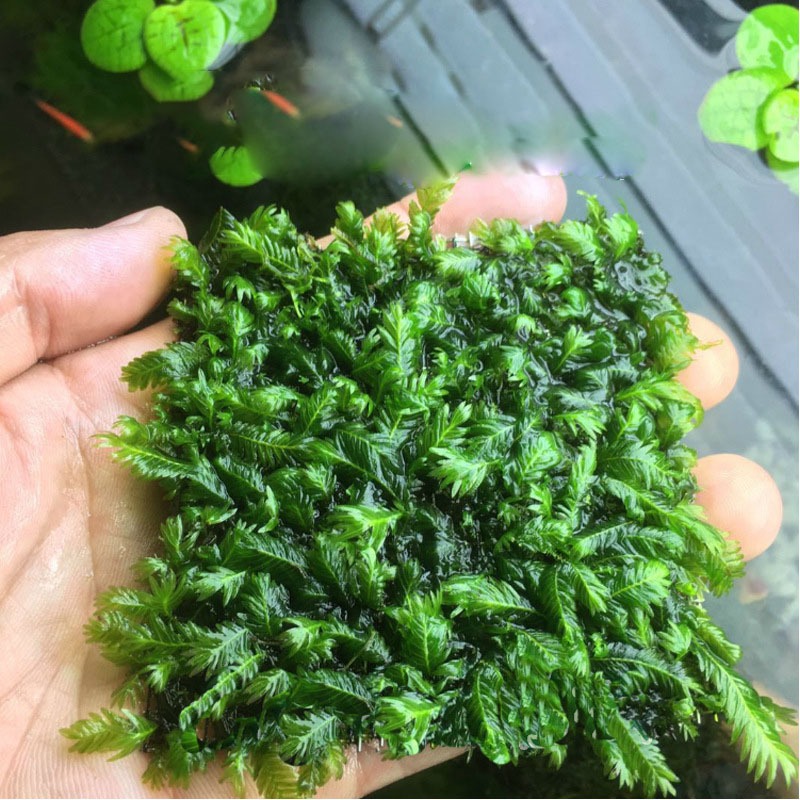 Cây Cắt Cắm Thuỷ Sinh Trang Trí Hồ Cá, Bể Cá Thuỷ Sinh [CẮT CẮM]