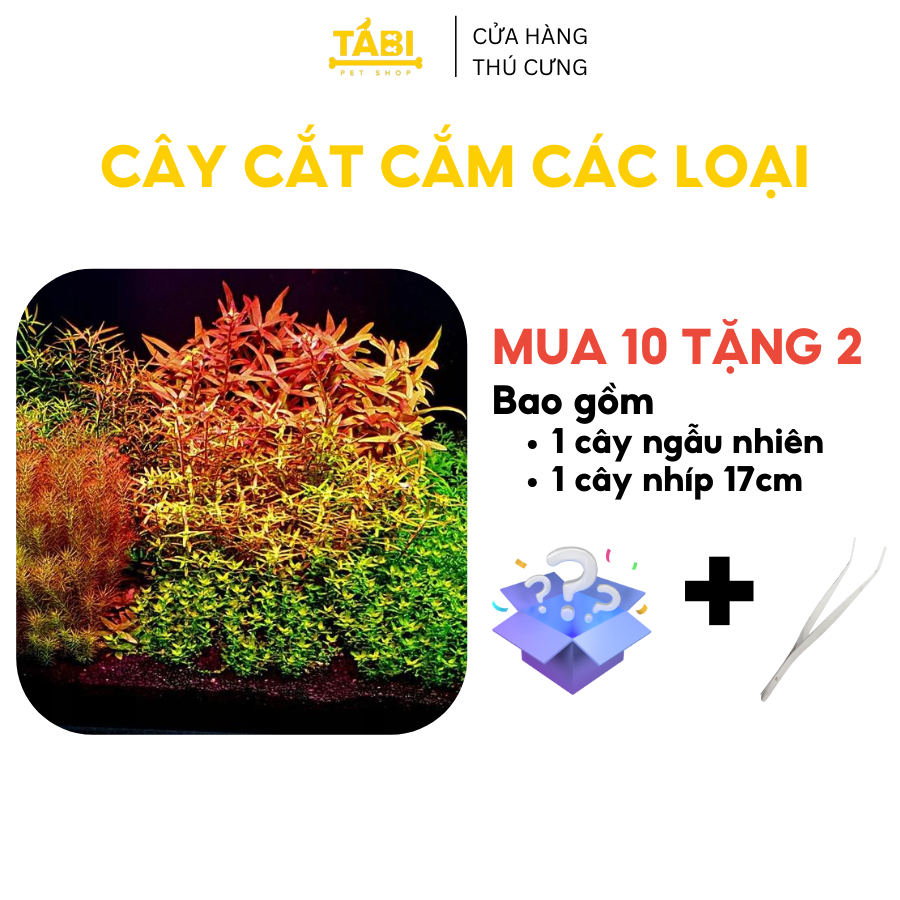 Cây Cắt Cắm Thuỷ Sinh Trang Trí Hồ Cá, Bể Cá Thuỷ Sinh [CẮT CẮM]