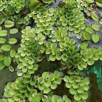 Bèo Tấm, Bèo Nhật, Bèo Rể Đỏ, Bèo Tai Chuột, Bèo Dâu Lọc Nước Hồ Cá, Bể Cá 7 Màu Tự Nhiên