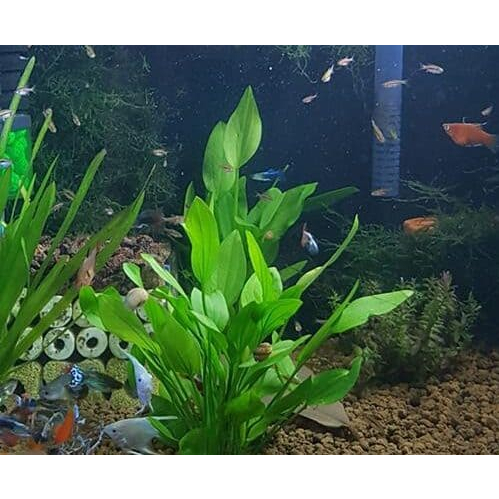 Lan Nước Cây Cắt Cắm Thủy Sinh Các Loại Gắn Napad, Gắn Giá Thể, Chậu, Vỉ Cho Hồ Cá, Bể Cá