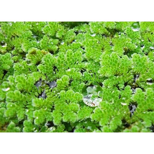 Bèo Tấm, Bèo Nhật, Bèo Rể Đỏ, Bèo Tai Chuột, Bèo Dâu Lọc Nước Hồ Cá, Bể Cá 7 Màu Tự Nhiên