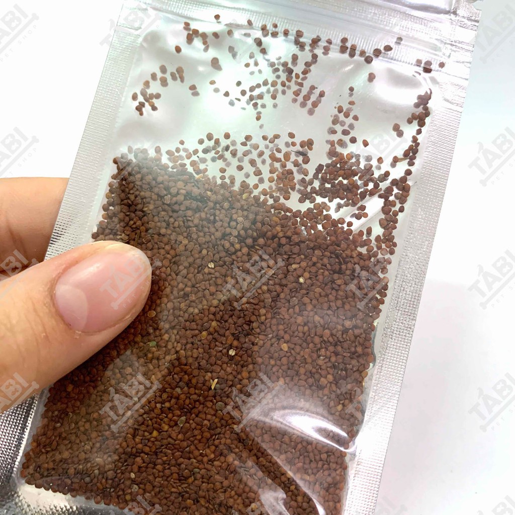 Hạt giống thủy sinh cho hồ cá - Hạt giống trân châu, có trái tim, cỏ may mắn, ngưu mao chiên 10G/ Túi
