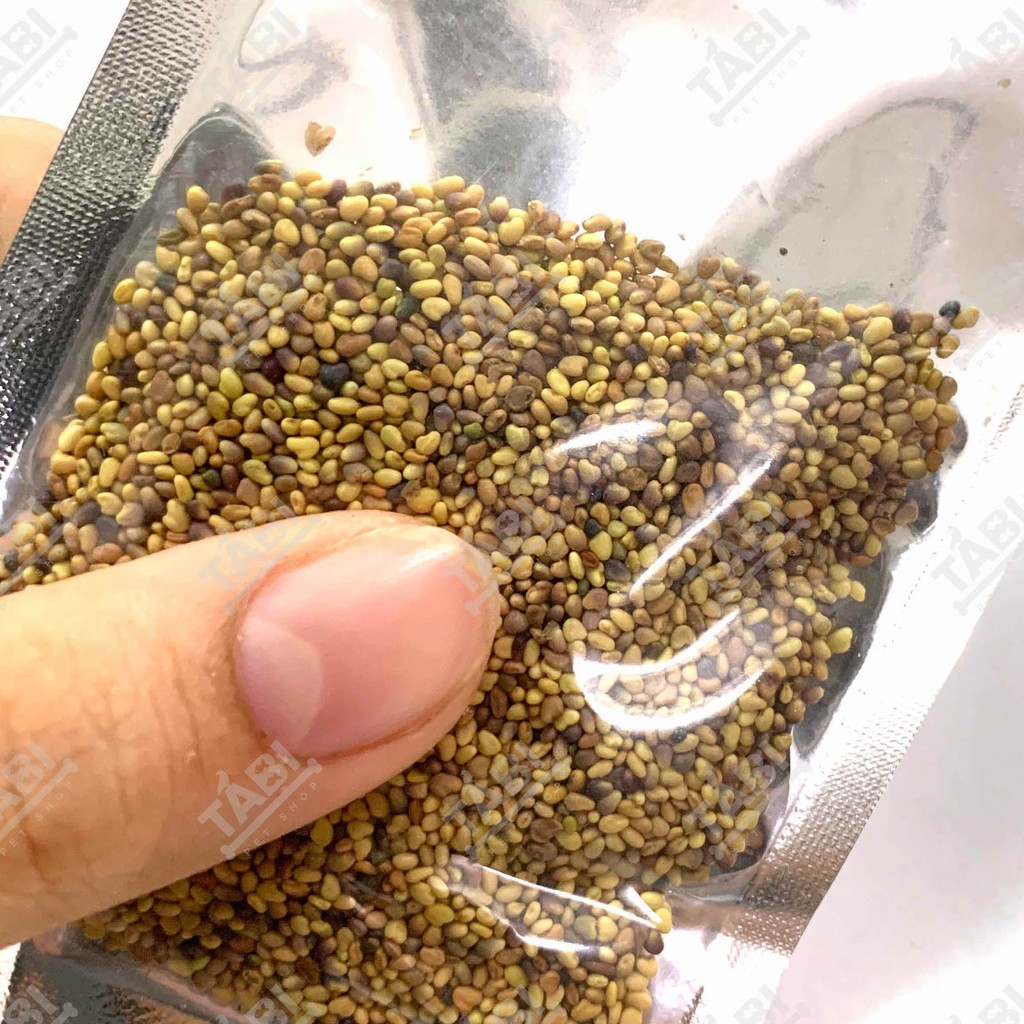 Hạt giống thủy sinh cho hồ cá - Hạt giống trân châu, có trái tim, cỏ may mắn, ngưu mao chiên 10G/ Túi