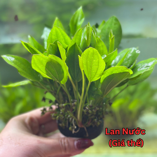 Lan Nước Cây Cắt Cắm Thủy Sinh Các Loại Gắn Napad, Gắn Giá Thể, Chậu, Vỉ Cho Hồ Cá, Bể Cá