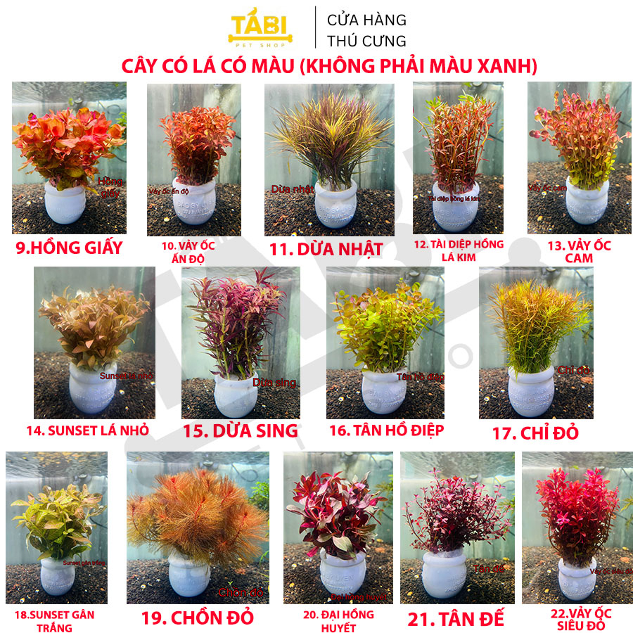 Cây Cắt Cắm Thuỷ Sinh Trang Trí Hồ Cá, Bể Cá Thuỷ Sinh [CẮT CẮM]