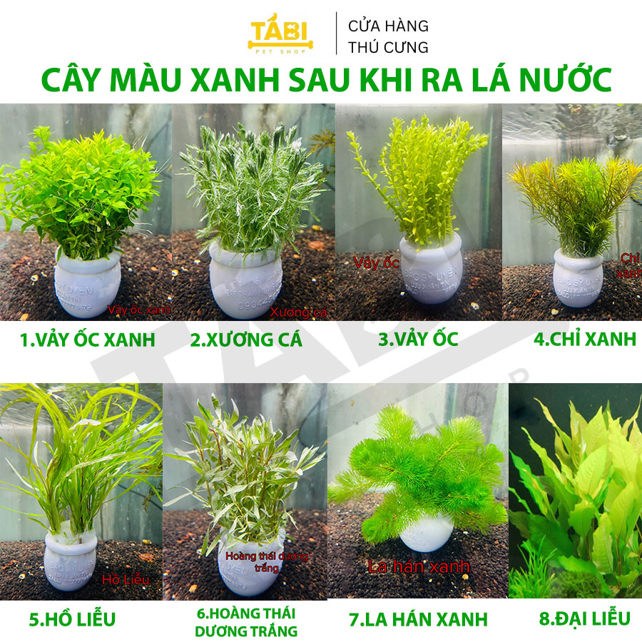 Cây Cắt Cắm Thuỷ Sinh Trang Trí Hồ Cá, Bể Cá Thuỷ Sinh [CẮT CẮM]