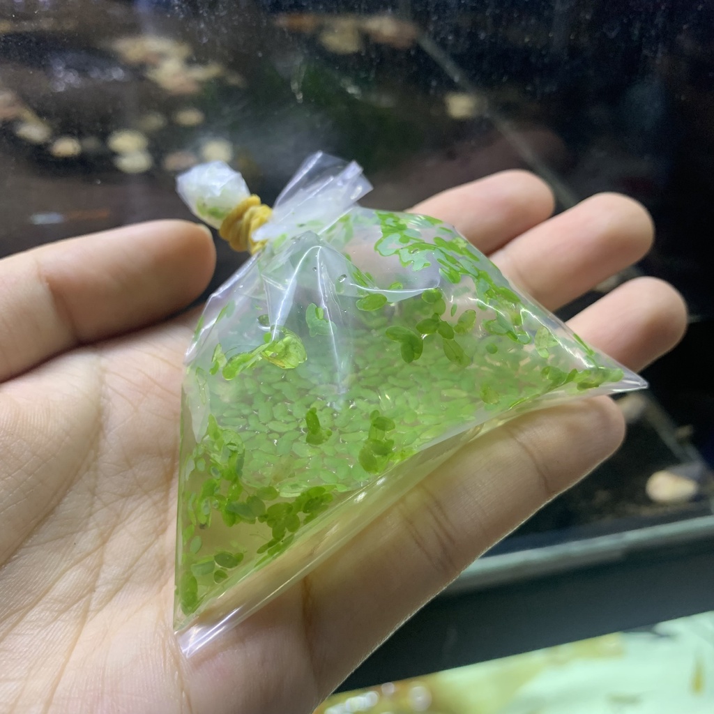 Bèo Tấm Thủy Sinh Lá Nhỏ - Bèo Cám Trang Trí Hồ Cá, Bể Cá Thủy Sinh Làm Sạch Nước [BÈO TẤM]