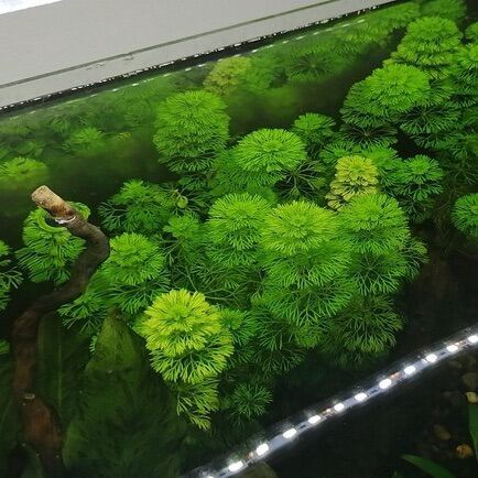 10 Nhánh Tiểu Bảo Tháp, Cây Cắt Cắm Tiểu Bảo Tháp Thuỷ Sinh Cho Hồ Cá, Bể Cá 7 Màu, Betta, Guppy [10 TBT]