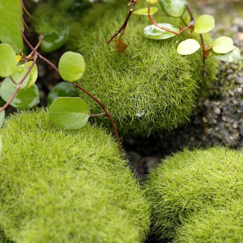 Đá Rêu Giả Bằng Xốp Trang Trí Trang Trí Hồ Cá, Bể Cá, Chậu Cây, Tiểu Cảnh Terrarium [ĐÁ RÊU GIẢ]