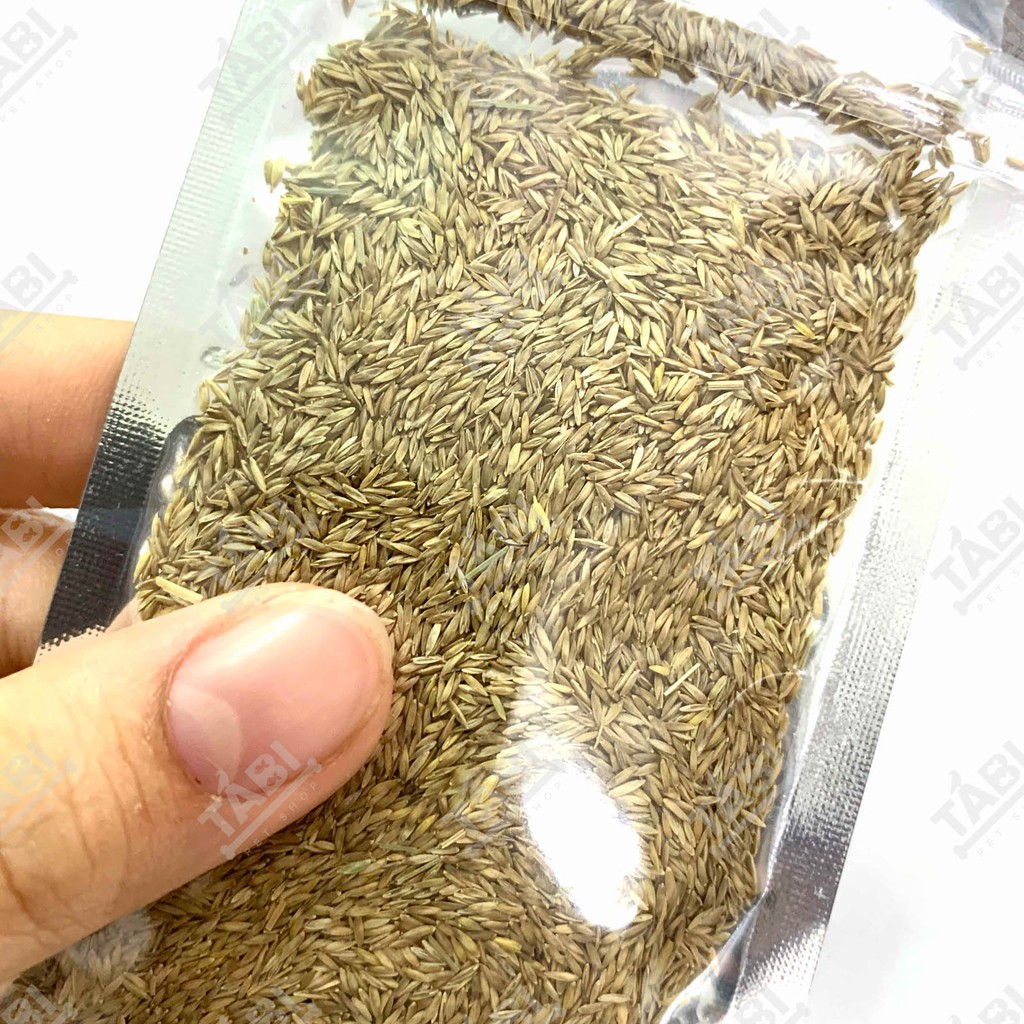 Hạt giống thủy sinh cho hồ cá - Hạt giống trân châu, có trái tim, cỏ may mắn, ngưu mao chiên 10G/ Túi