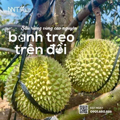 Sầu riêng vùng cao nguyên ️- BANH TREO TRÊN ĐỒI